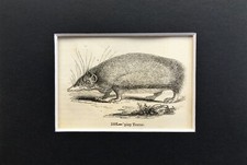 Tenrec tiny 1840s for sale  NORWICH
