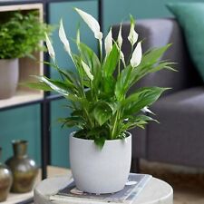 Spathiphyllum peace lily for sale  GLASGOW