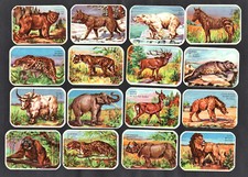 Wild animals belgian for sale  BRIDPORT