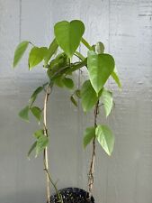 Mucuna bennettii red for sale  Hilo