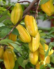 Sweet star fruit for sale  Plant City