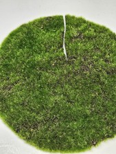Artificial model grass for sale  Elgin