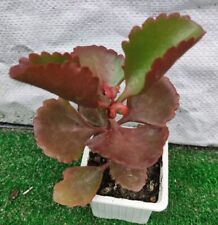 Kalanchoe sexangularis succule d'occasion  Mont-de-Marsan