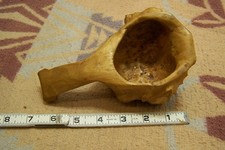 Blonde burl wood for sale  Oshkosh