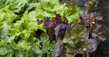 Vegetable lettuce mixed for sale  WREXHAM