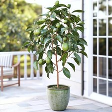 Cold hardy avocado for sale  Matthews