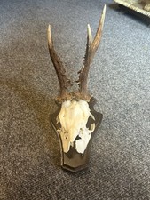 Scottish roe deer for sale Scottish roe deer for sale  NAIRN