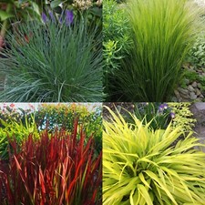 Ornamental grasses 9cm for sale  GLASGOW