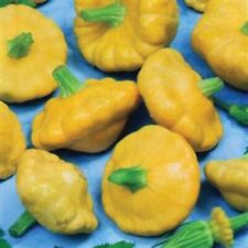 Squash plants sunbeam for sale  EVESHAM