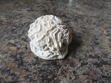 Natural white coral for sale  Cincinnati