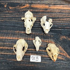 Real lot animal for sale  Java
