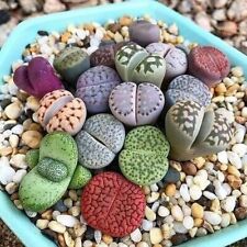 Lithops mixed seeds for sale  CAMBERLEY