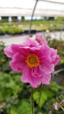 Anemone konigin charlotte d'occasion  Mont-près-Chambord