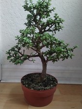 Dwarf jade specimen for sale  Boynton Beach