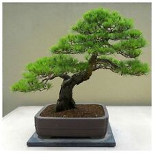 Semi pinus densiflora usato  Nizza di Sicilia