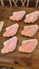 Ceramic clam shell for sale  North Little Rock