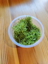 Teichlebermoos riccia fluitans gebraucht kaufen Teichlebermoos riccia fluitans gebraucht kaufen  Gütersloh