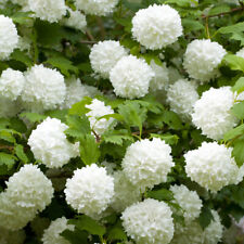 Viburnum eskimo standard for sale  PETERBOROUGH