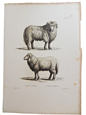 Gravure cuivre huet d'occasion  La Madeleine