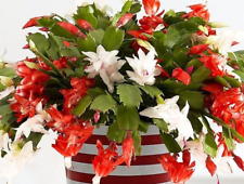 Thanksgiving cactus red for sale  Roberta