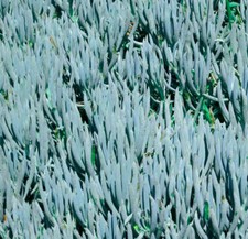 Senecio mandraliscae matite usato  Napoli