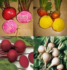 Beetroot rainbow mix for sale  SALISBURY