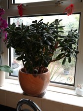 Money tree jade for sale  SOUTHSEA
