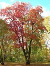 Lily valley tree for sale  MOELFRE