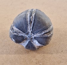 sea urchin shell for sale  COALVILLE
