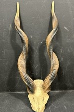 Blackbuck antelope skull for sale  Jacksonville