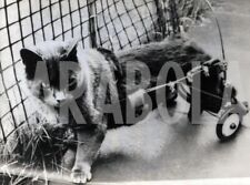 Vintage animali domestici usato  Roma