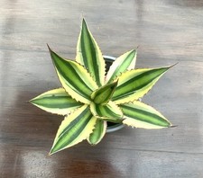 Agave lopantha quadricolour for sale Agave lopantha quadricolour for sale  BOURNEMOUTH