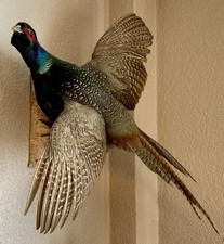 Fasan präparat jagdfasan gebraucht kaufen  Eiterfeld