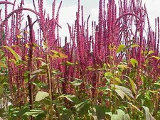 Amaranto alegria pseudocereali usato Amaranto alegria pseudocereali usato  Spedire a Italy