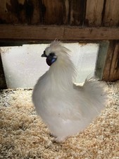 Silky bantam hatching for sale  BURNLEY