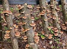 Shiitake mushroom spawn for sale  BROCKENHURST