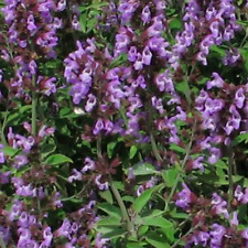 Greek mint sage for sale  ENFIELD