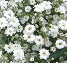 Baby breath flower for sale  Berwyn