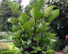 Tea cup colocasia for sale  Mobile