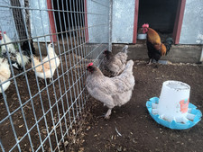 Blue black copper for sale  Ada
