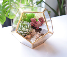 Terrarium kit succulent for sale  MANCHESTER