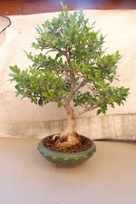 Bonsai ficus retusa usato  Santena