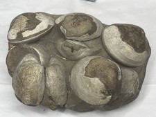 Fossilized clam cluster for sale  Sacramento