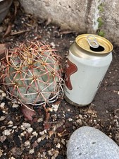 Echinocactus horizonthalonius  for sale  Whittier