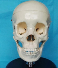 Tonzn medical anatomical for sale  LIVERPOOL