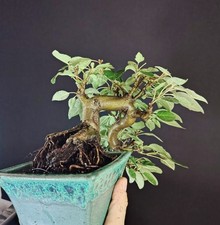Melo giapponese bonsai usato  Cison di Valmarino