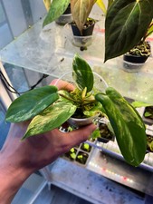 philodendron gebraucht kaufen  Deutschland