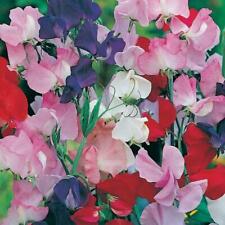 Sweet pea giant for sale  UK