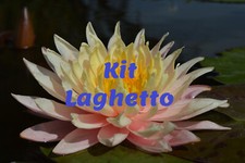 Offerta rizomi ninfee usato  Villasalto
