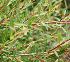 Salix purpurea gracilis usato  Napoli
